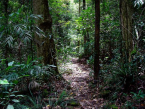 Springbrook Lyrebird Retreat